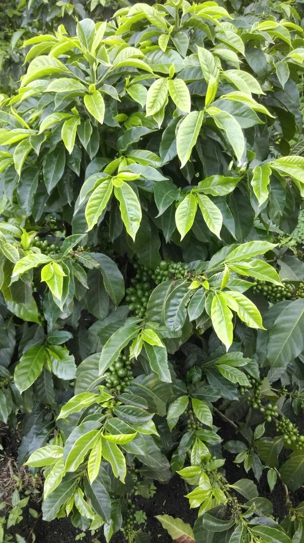 Coffee shipment leaving Finca El General
