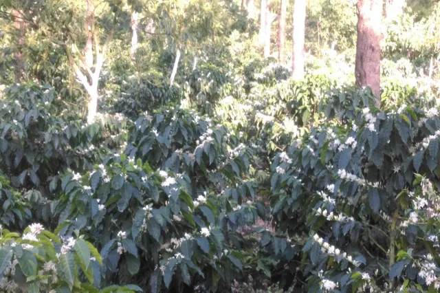 The plantation