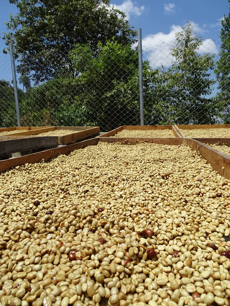 Acatenango White Honey — White Honey process