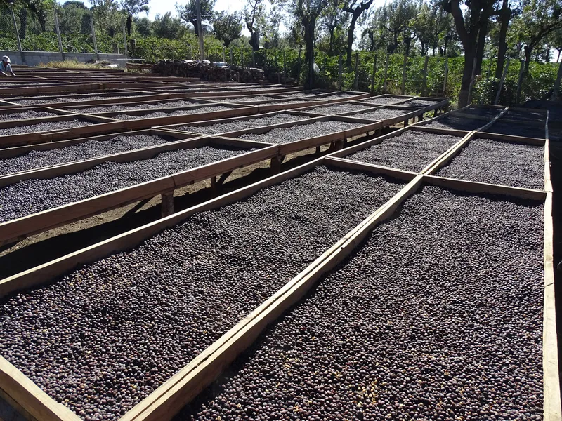 Acatenango Natural — Natural process