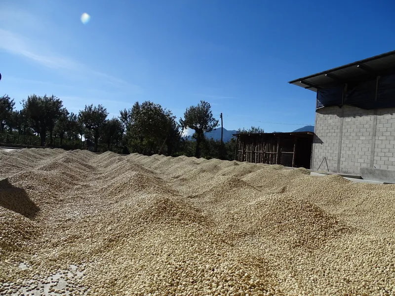 Acatenango Washed Reserve — Washed process