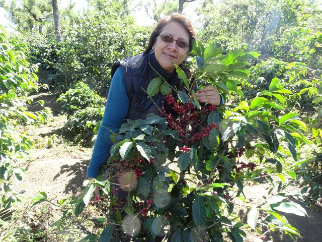 Nuestra plantación.