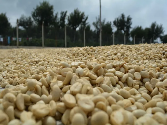 Muestra de nuestro grano.