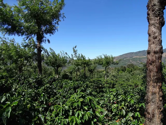 Nuestra plantación.