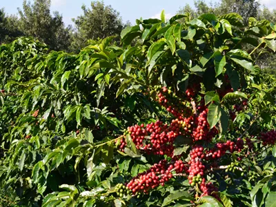 Ripe coffee cherries on the branch